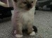 Ragdoll kittens