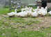 Exhibition / Show Aylesbury Ducks