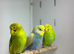 Budgies