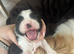 Shih tzu cross Lhasa apso