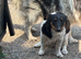 Jack Russel xshetland sheep dog bitch for sale