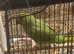 Male 9-12 month old