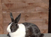 Lovely young 4 month old Dutch doe ready now.