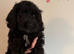 Cockapoo Puppies