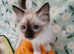 Active kittens of Champion Status dad