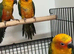 Proven breeding pair jenday conures