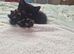 6 beautiful kittens READY NOW