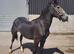 Yearling filly
