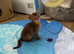 Abyssinian Tica reg. kittens