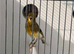 2025 male canary started to sing