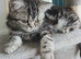 Bsh. Silver Classic Tabby. Ready on the end of June to new homes.