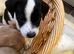 F1 Jackapoo puppies