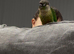 6-Month-Old Trained Green Cheek Conure &ndash; With Cage and Accessories