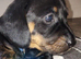 Dashund puppy