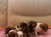 Yorkiepoms 4 remaining