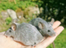 Big lot of mice