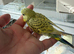 Hand Tame Yellow and Green Texas Clear Body Hen Chick Ready Soon