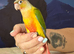 Hand reared tame pineapple gcc (8)