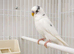 Male and female budgies for sale