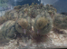 Jumbo quail chicks 1.2 3 and 4. Weeks old
