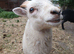Registered Pedigree Ouessant ewes, wethers, lambs