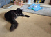 22mth old maine coon