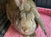 Female French lop cross