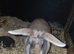 Newborns and dwarf lop rabbits