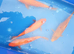 Koi fish