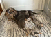 Daxie jacks