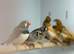 Zebra finches