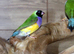 Gouldian Finches  male female,8