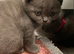 Scottish Fold kittens (straight)