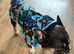 4 Year Old Male French Bulldog