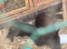 5 rabbits, hutches and enclosure