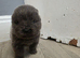 Chow Chow Puppies