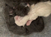 Ragdoll kittens born 10/07/26