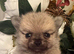 Stunning Pomchi Puppies