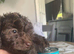 Beautiful chocolate brown toy poodle