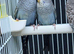 &ldquo;Beautiful Budgie Mutations