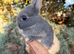 Baby Netherland Dwarf Rabbits Bunny Bunnies