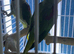 Alexandrine parrot Glasgow