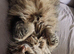 2 x cats to go together only. They come with everything