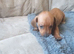 I boy puppy