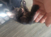 Last 4 left Bengal/tortoise shell