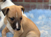 Wonderful Whippet litter