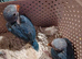 Indian Ringneck Parakeets