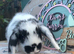 Mini lop boys for sale