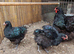Two young pure breed Black orpington cockerels