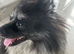 Beautiful 4-Year-Old Female Pomeranian